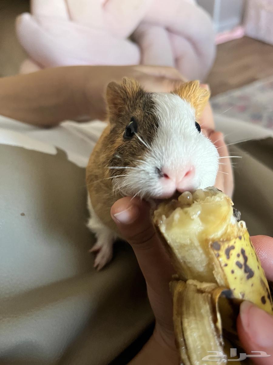 غيني بيج64574593362689114