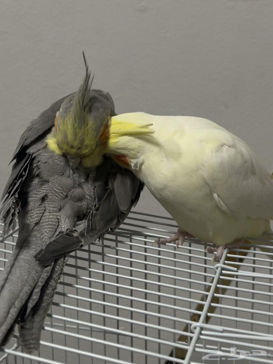 كروانين اليفين جزئيا صحيين للبيع مع توفر قفص ومستلزمات64573516698883112