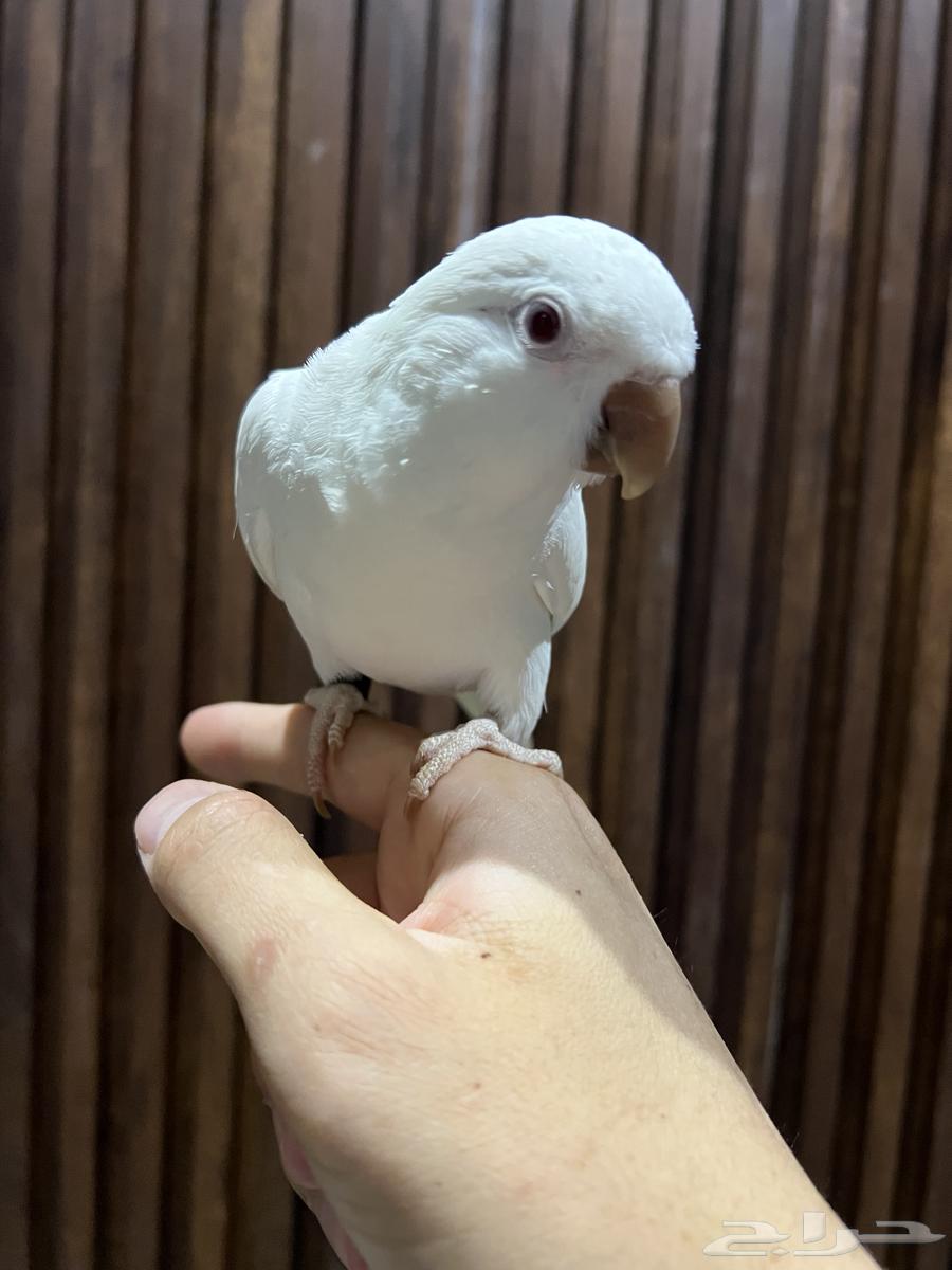 كويكر ( تم البيع )64576002424065112