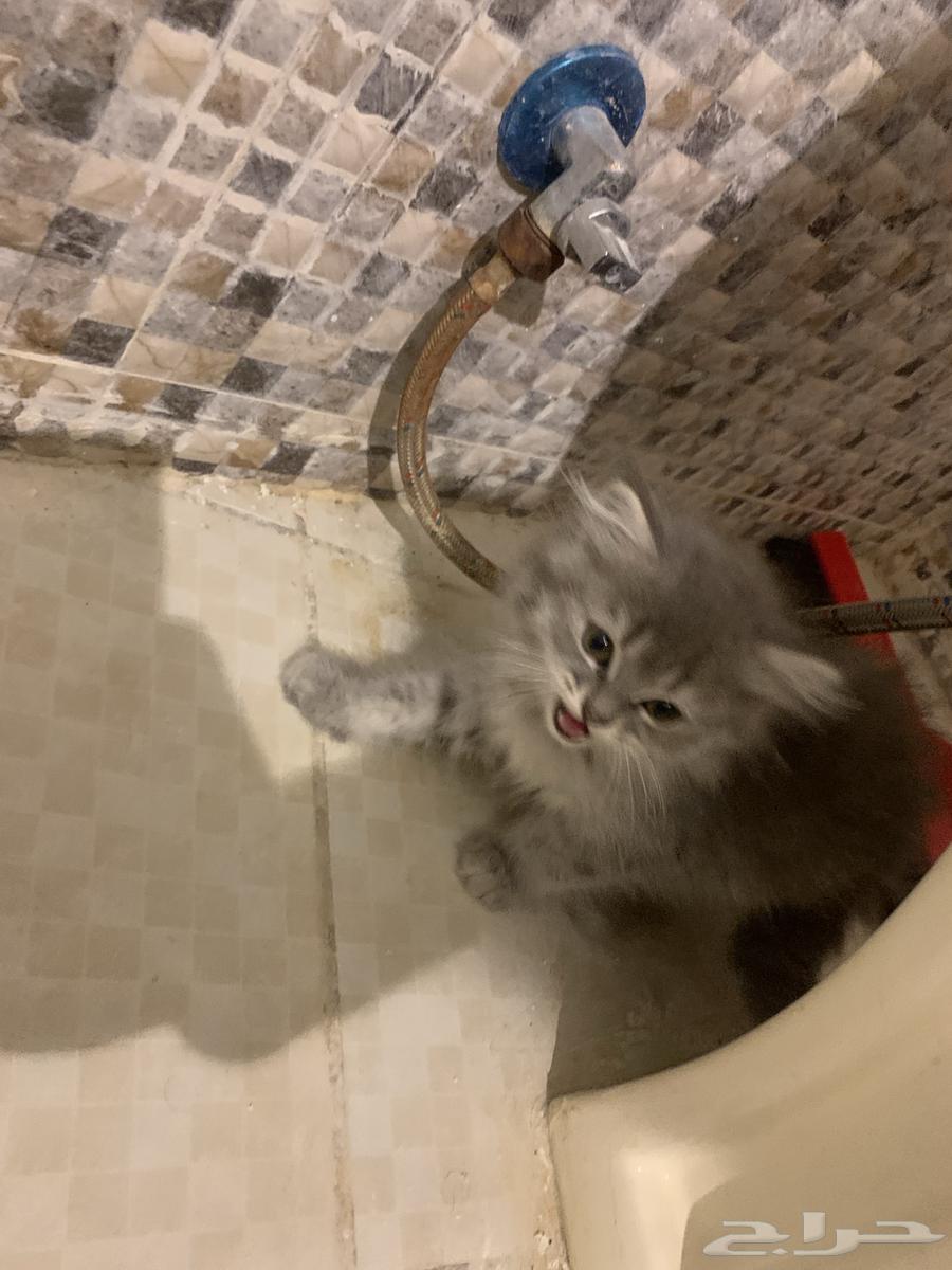 Little kittens with their mother64572607606145112