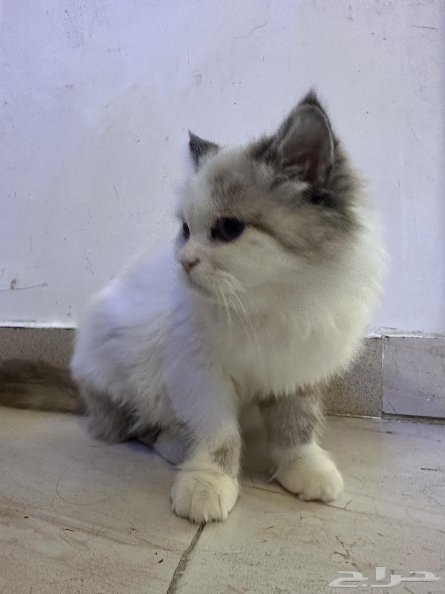 بسه عمرها 5 شهور نضيفه ومع كل أغراضها64580880805379110