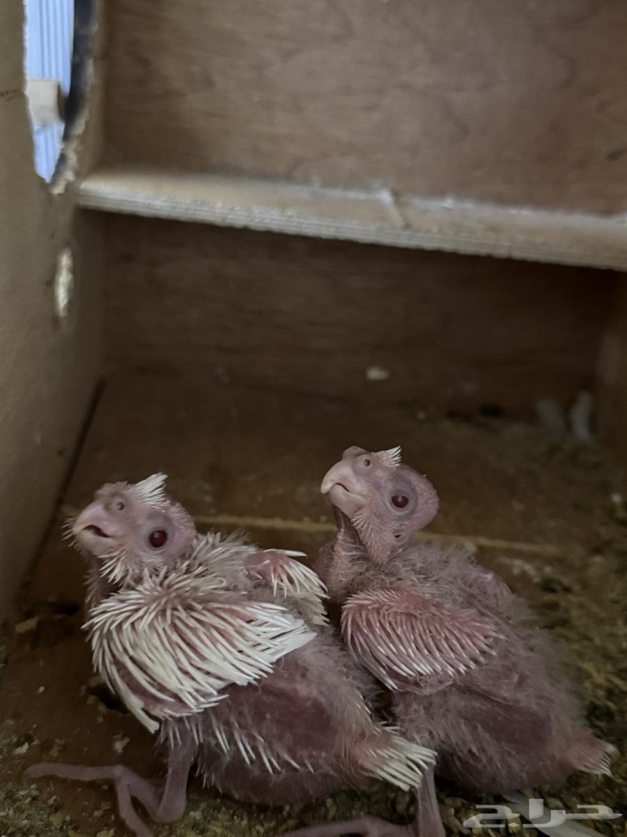 فرخين كروان البينو64578521595139110