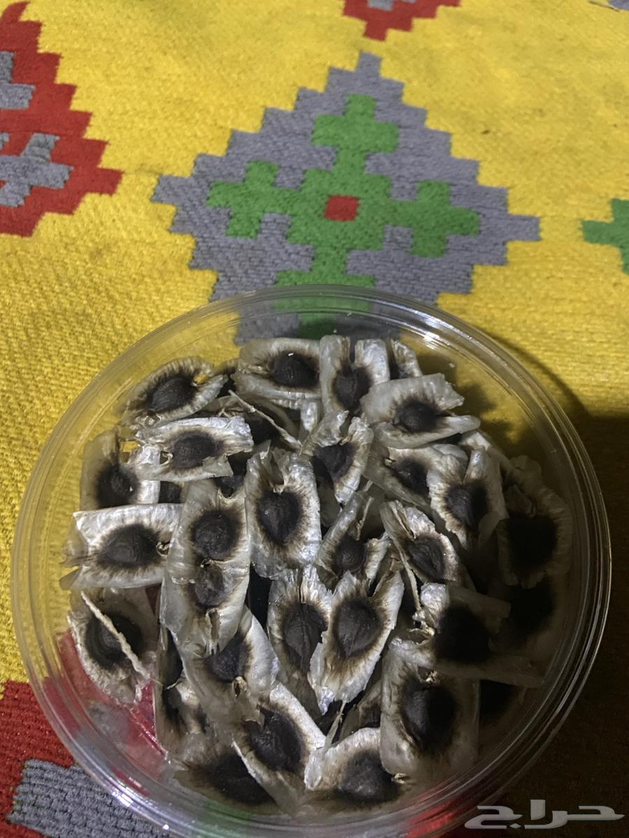 للبيع بذر مورنقا64579115505923110