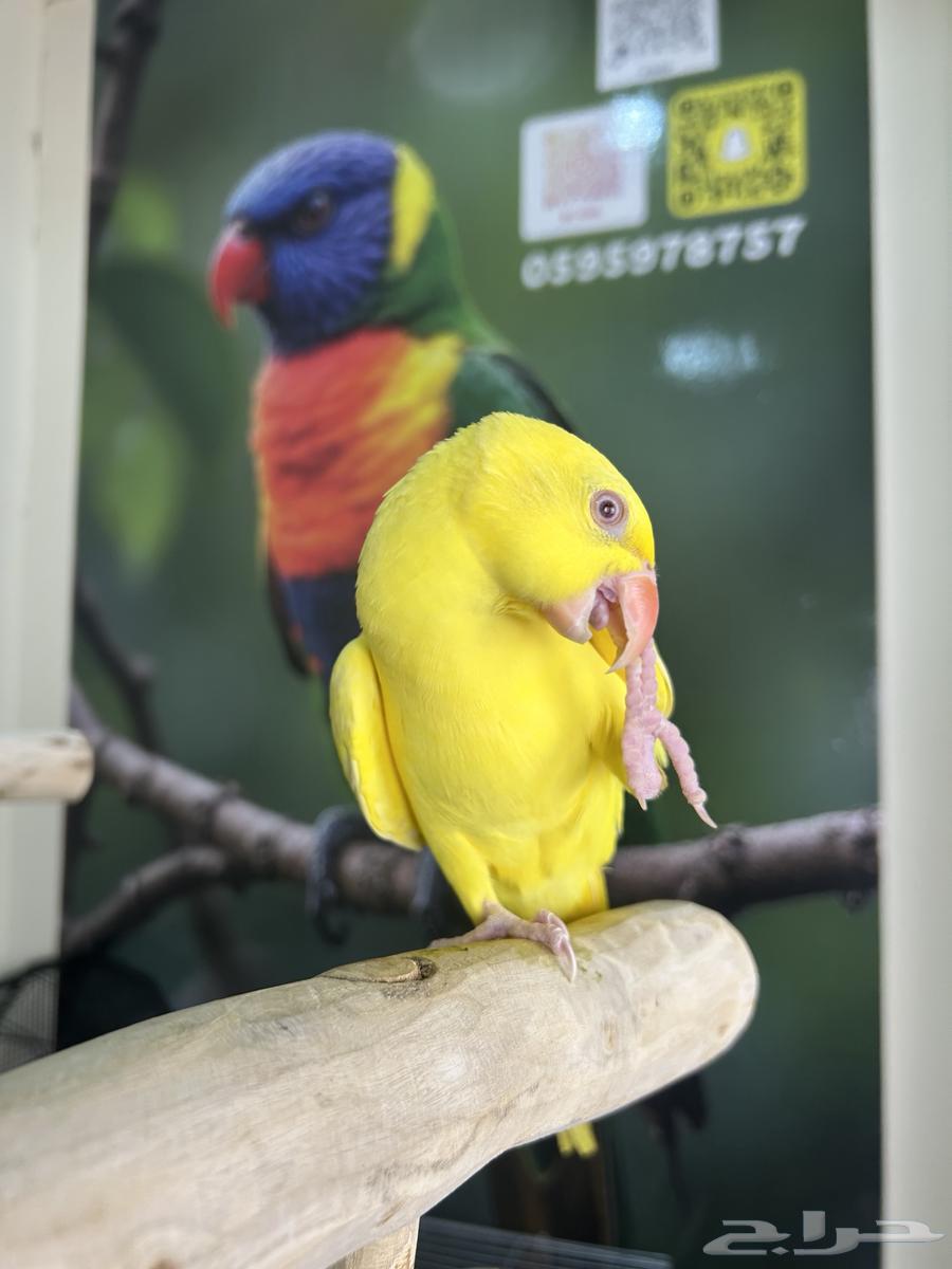 دره هولندي اصفر اليف وهدد ومتكلم تم البيع64577978751875113