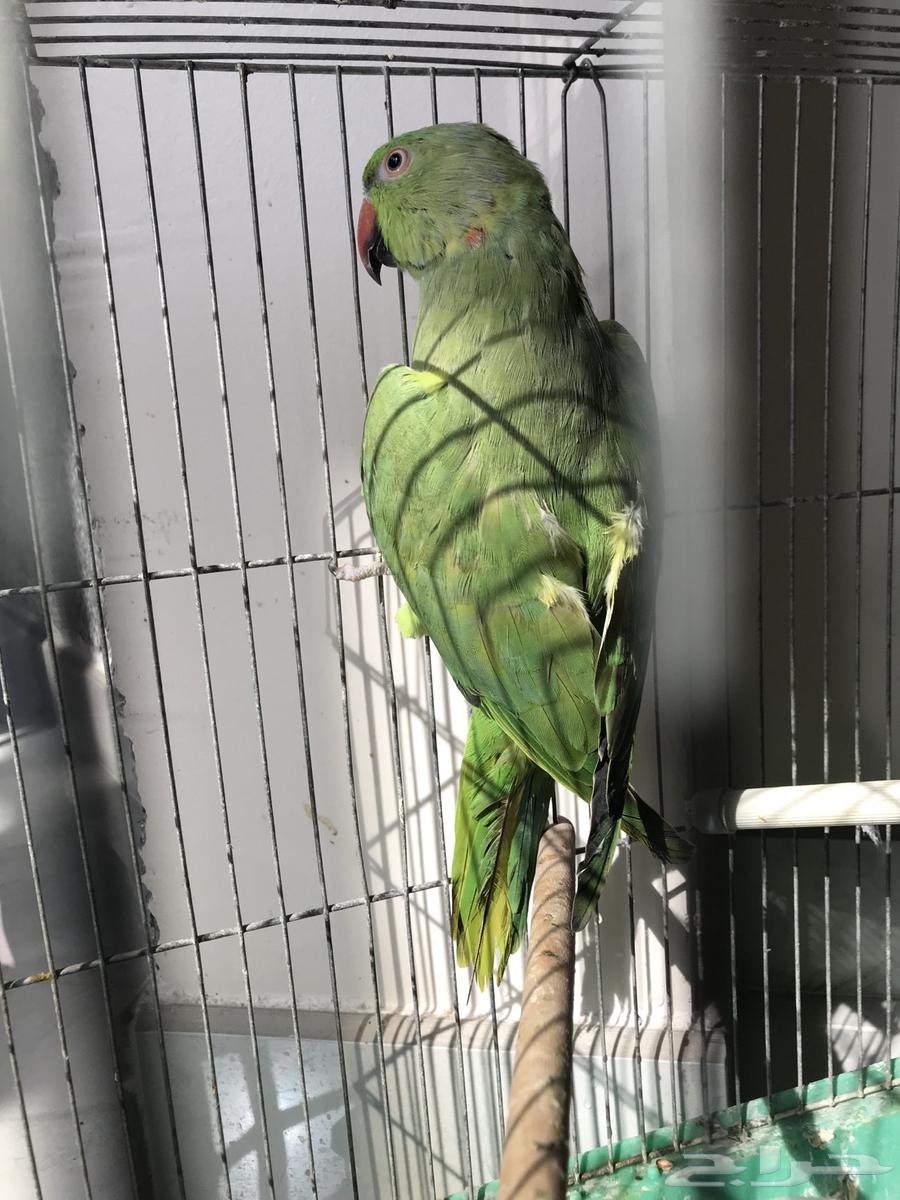 Zikr Dira (Sold)64573305526274113