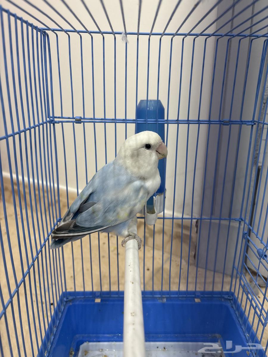 روز انثه64578020573953113