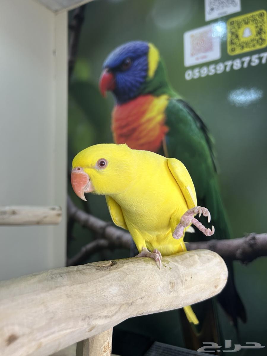 دره هولندي اصفر اليف وهدد ومتكلم تم البيع64577978751875112