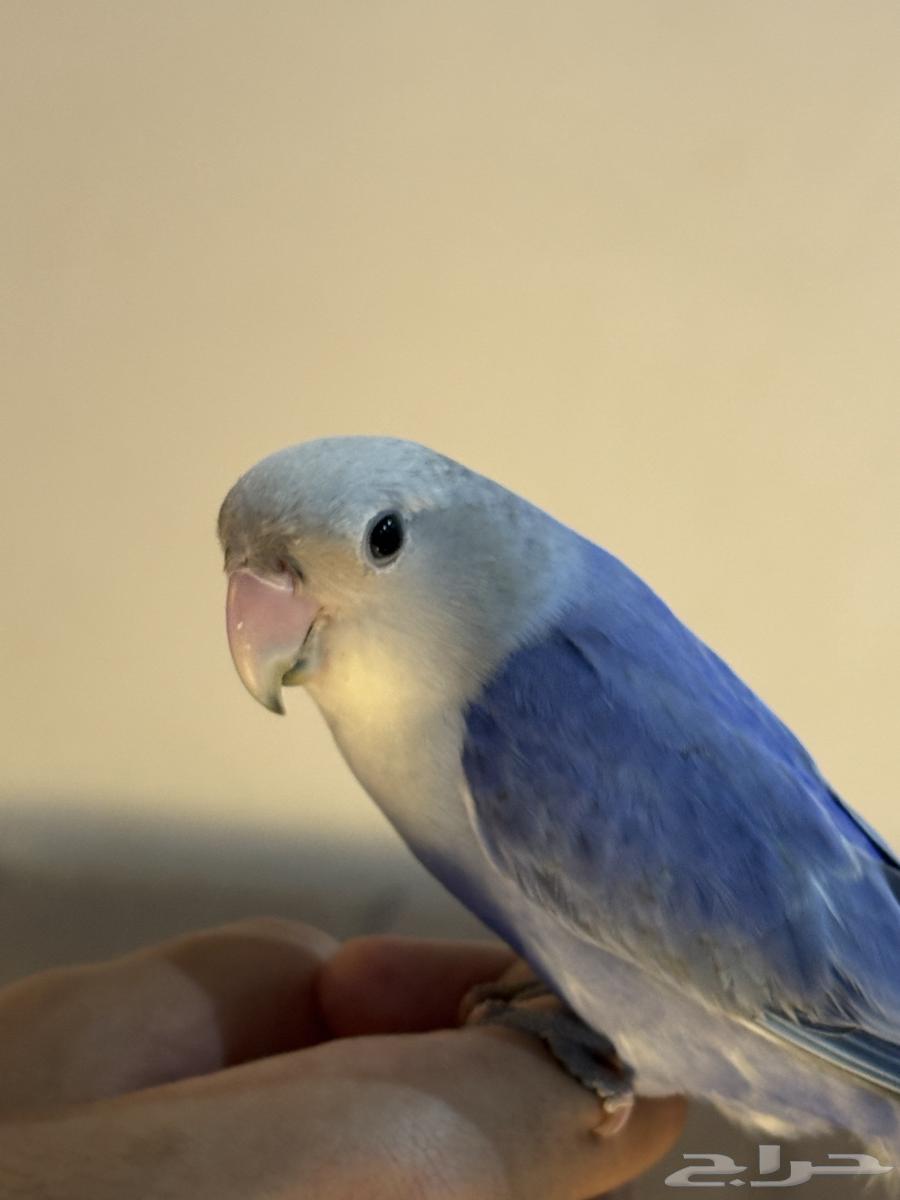 روز هدد داخلي64576353562754111