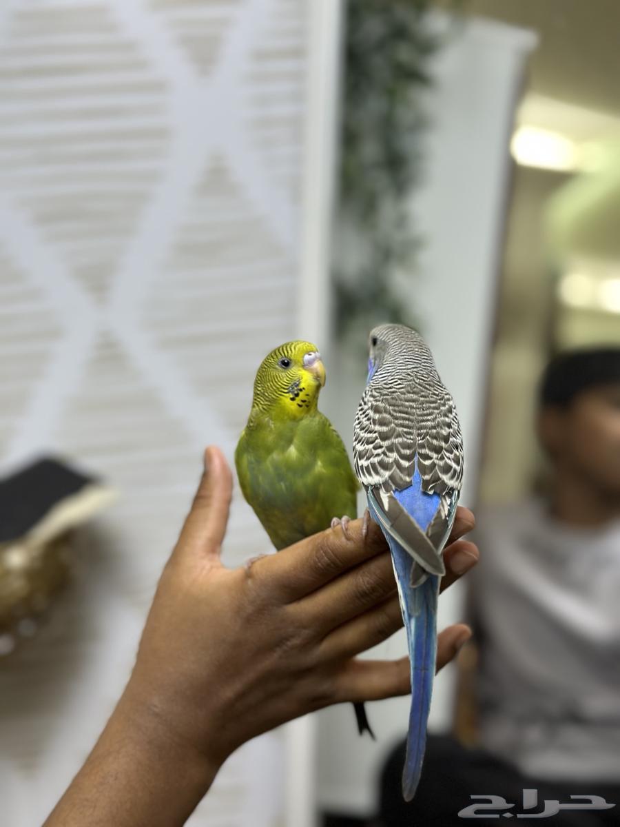 طيور بادجي64575475881603111