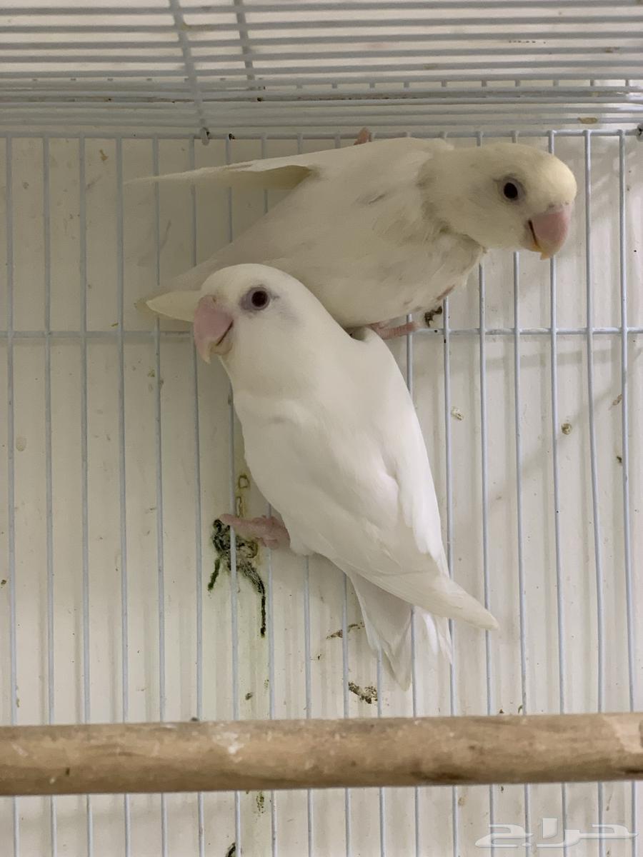 جوز روز البينو عيون حمراء تم البيع64577163662595110