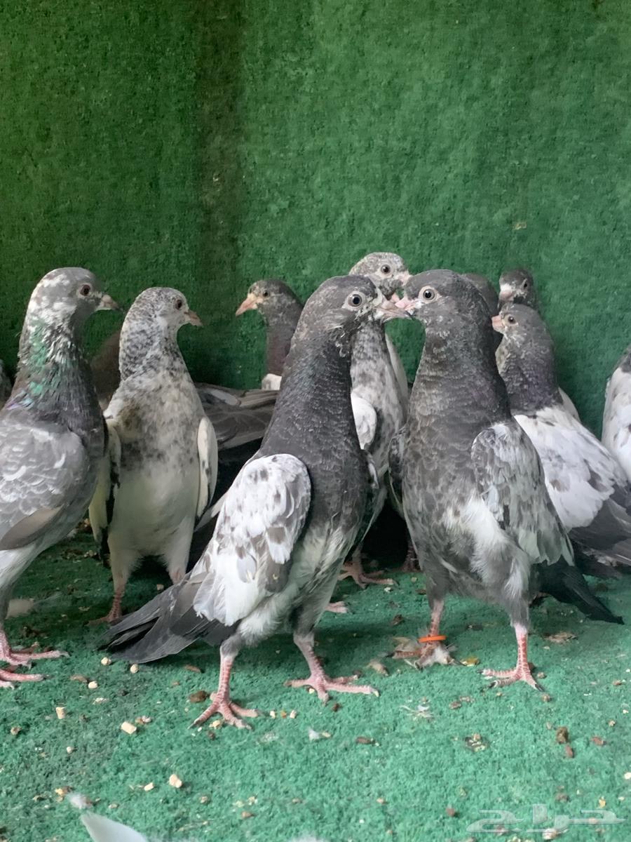 طبات حمام باكستاني ( تم البيع )64576451021955111