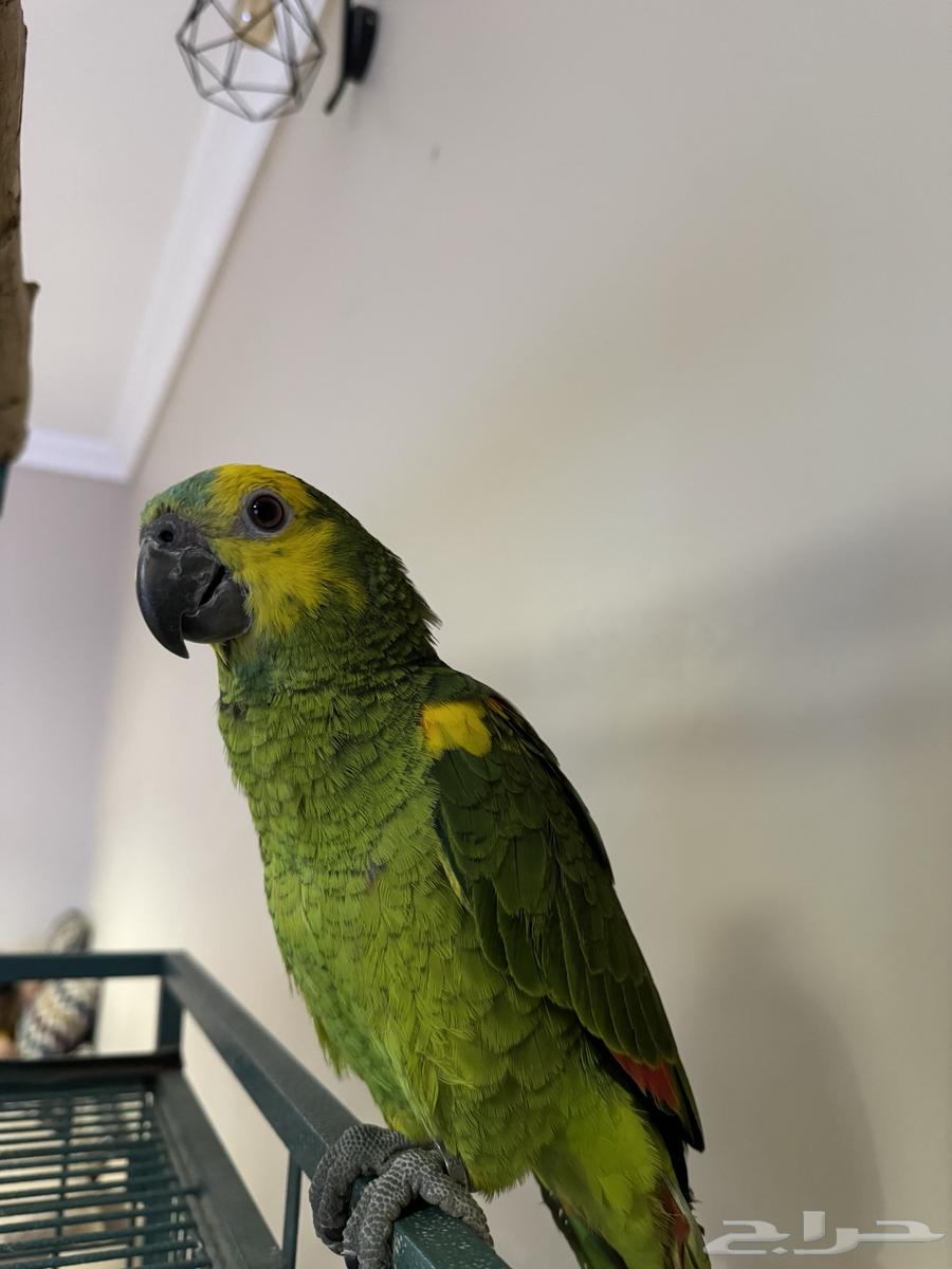 امازوني بلو فرنتد64572737238018110