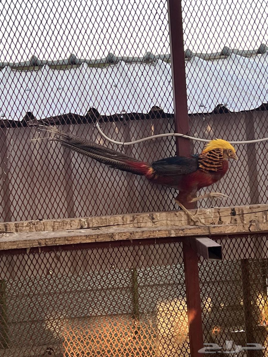 Red Pharaonic Pheasant64572836111233110