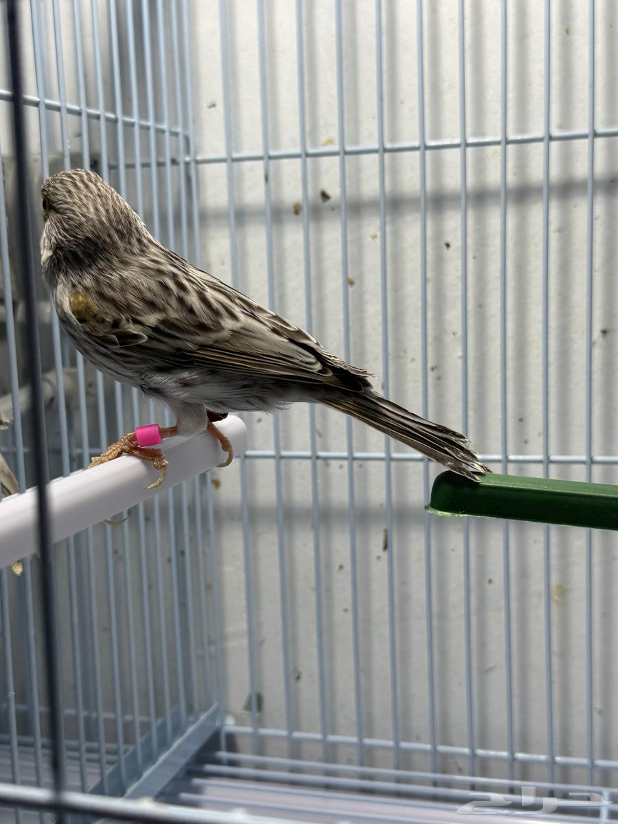 كناري اناثي للبيع64575698362881112