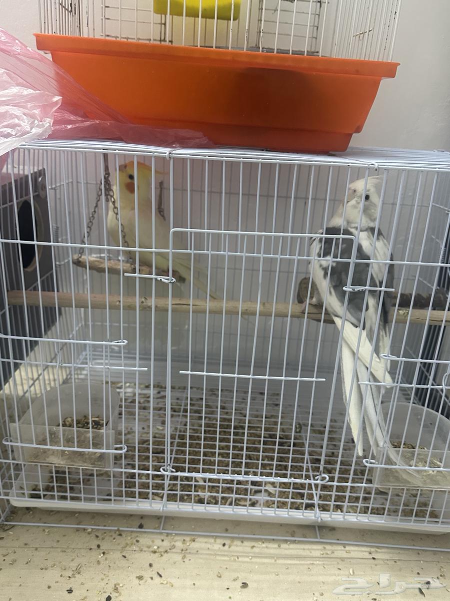 اثنين كروان وواحد روز64577501535105111