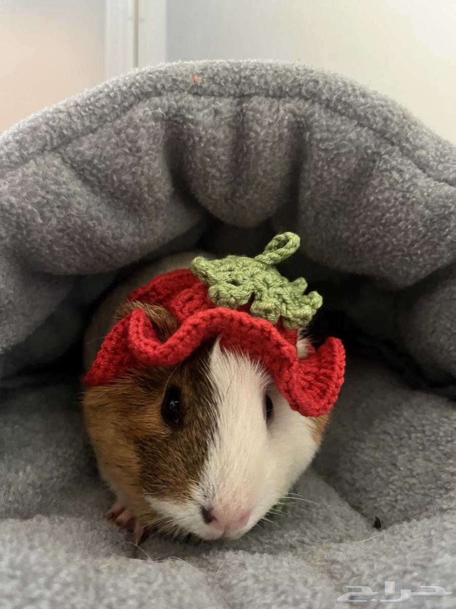 غيني بيج64574593362689111