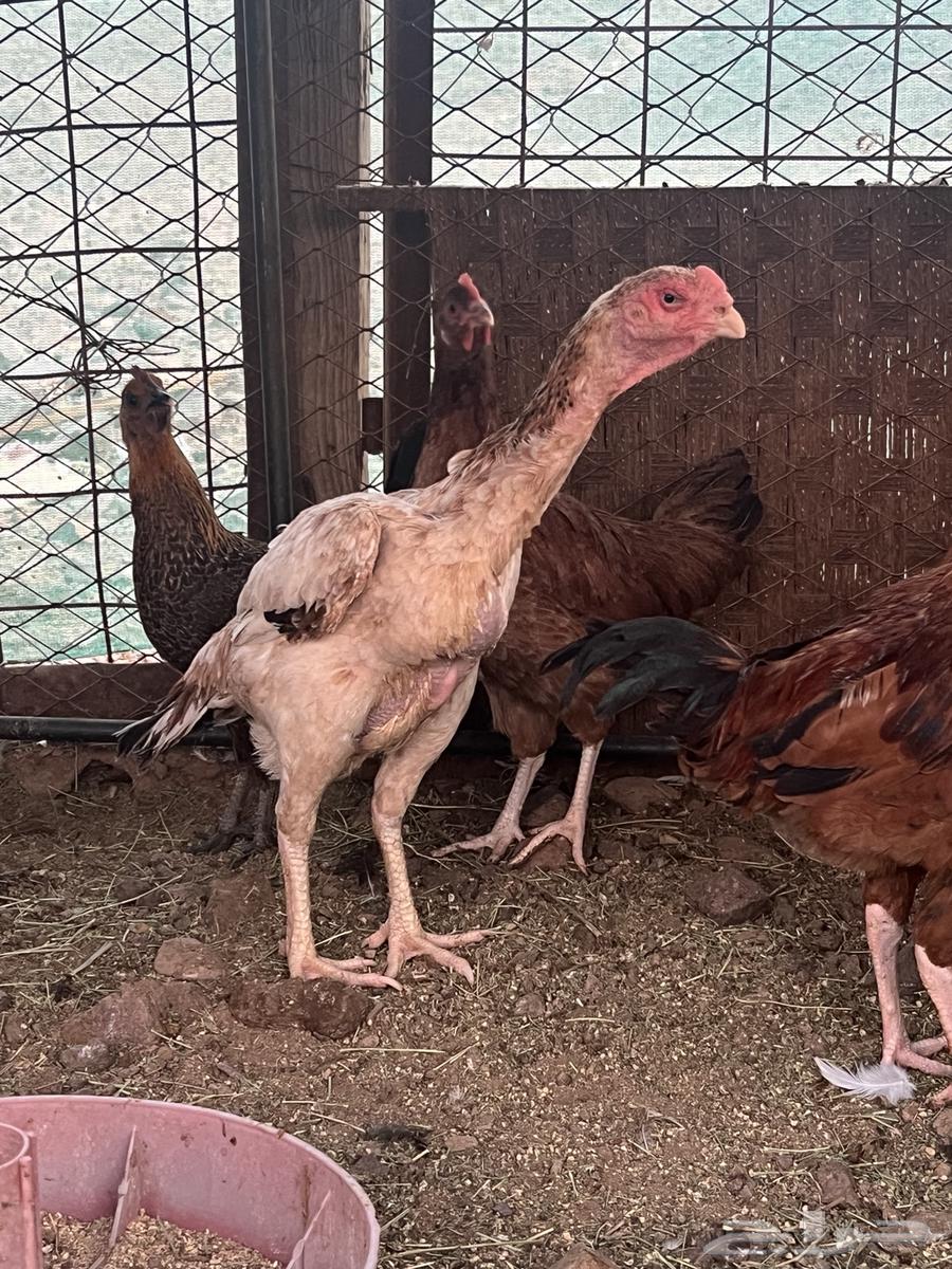 دجاجه وديك شامو64577950582915110