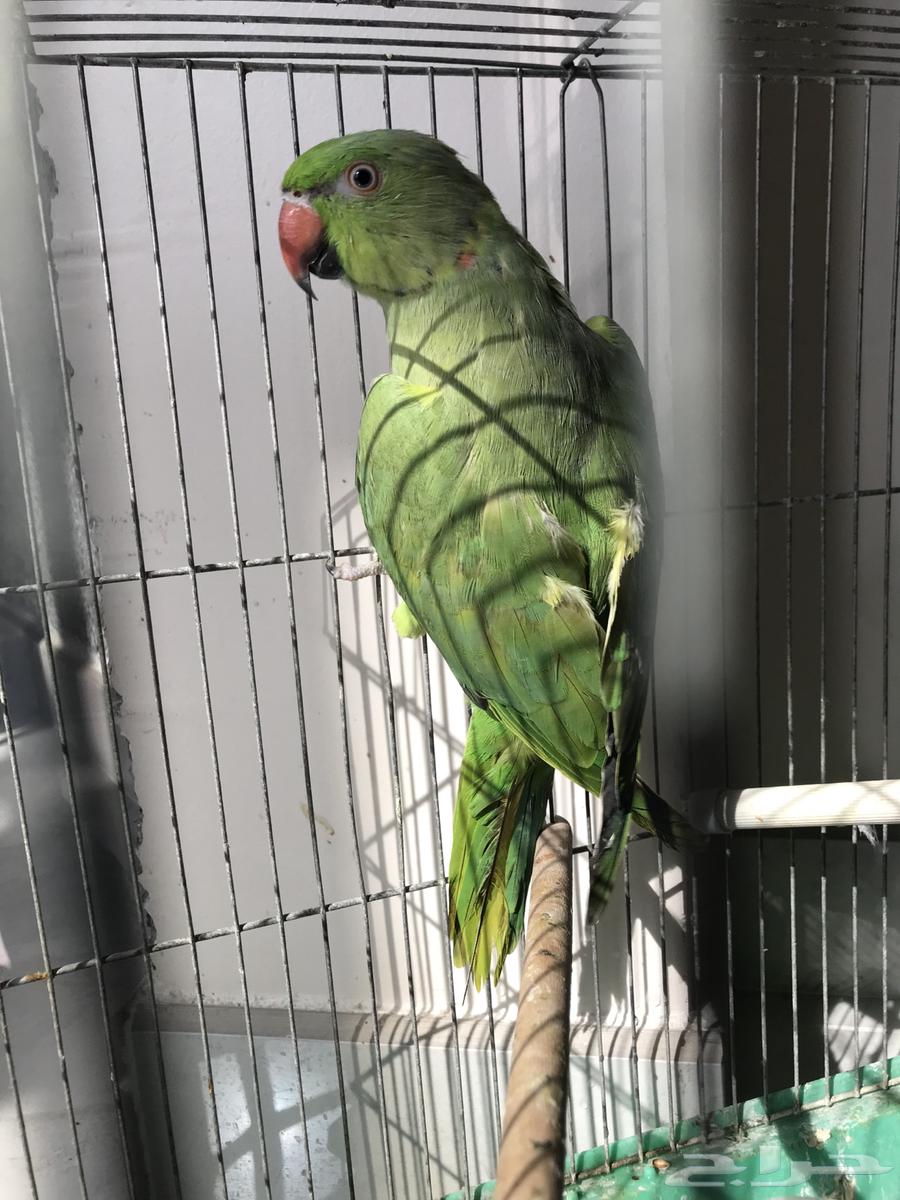 Zikr Dira (Sold)64573305526274111