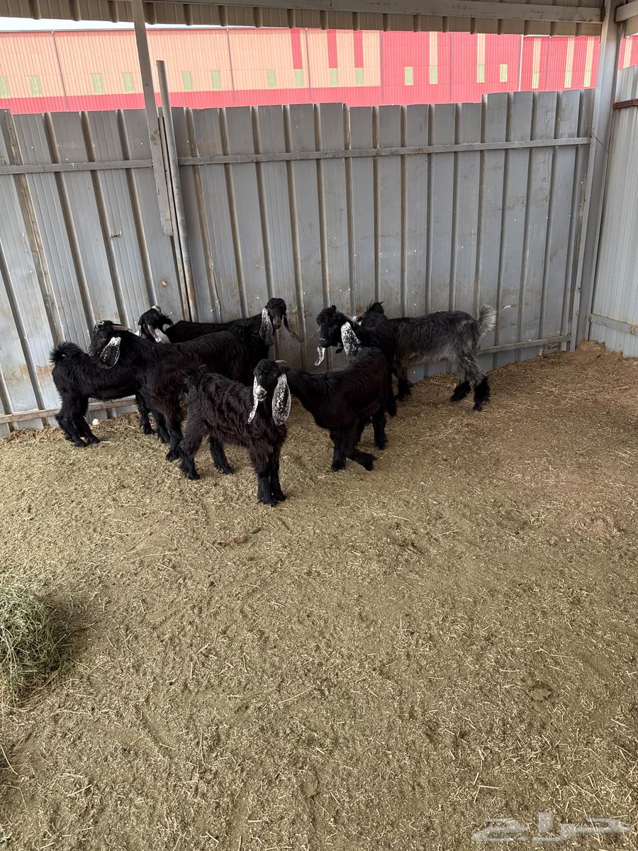 تيوس مسلخ الهيئة64574047864834110