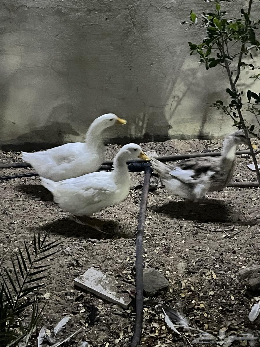 بط بكيني64577163588227110