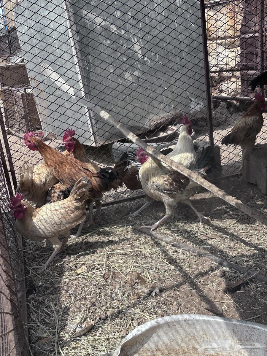 ديكه للبيع64573839064579112