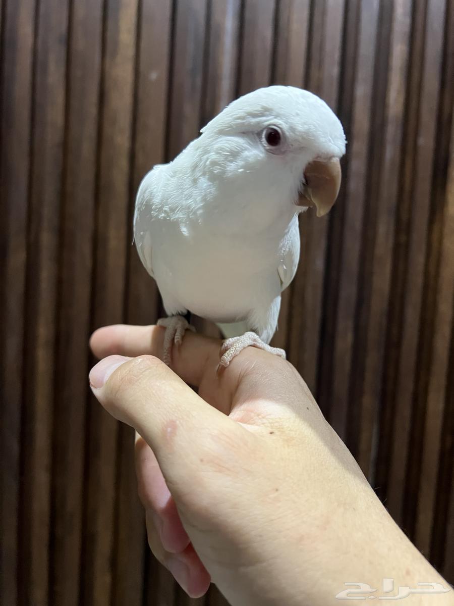 كويكر ( تم البيع )64576002424065110