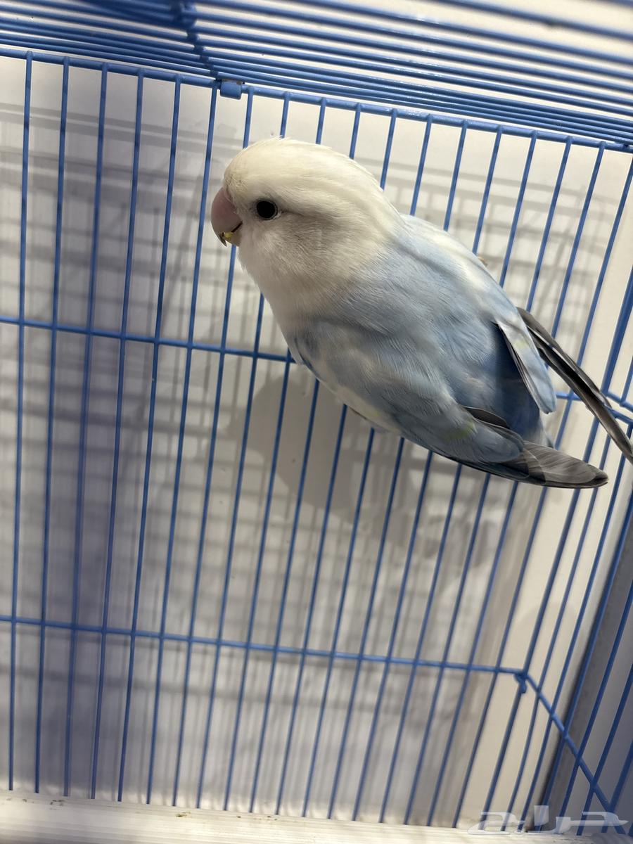 روز انثه64578020573953110