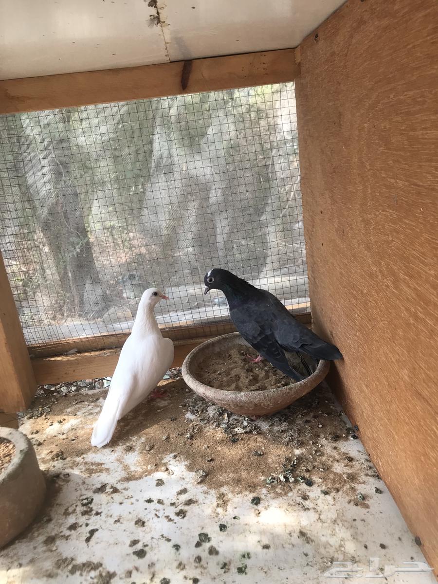 صنعاني أبو عبدالعزيز حجم صغير وصوت يحبه قلبك64573404379650110