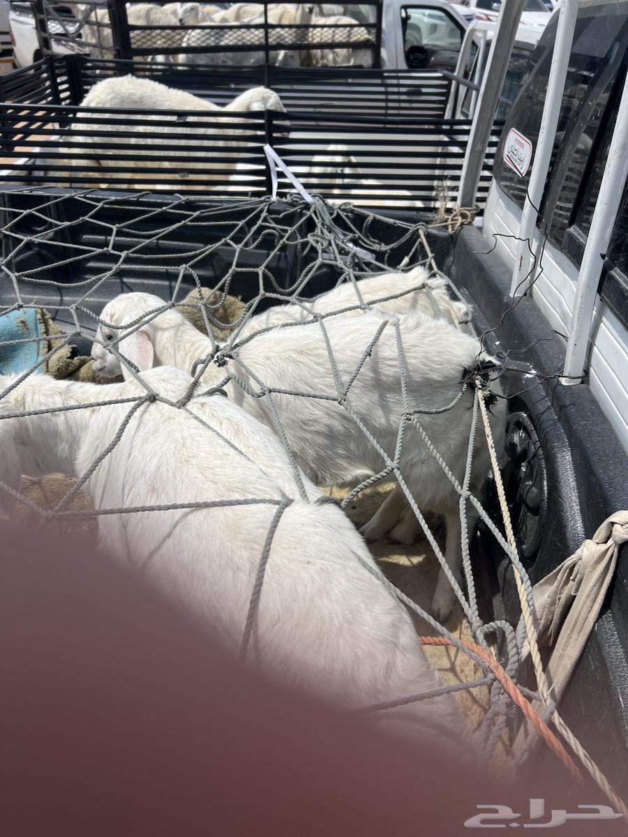 Rakhals for sale, two months to two and a half months64574286008962110