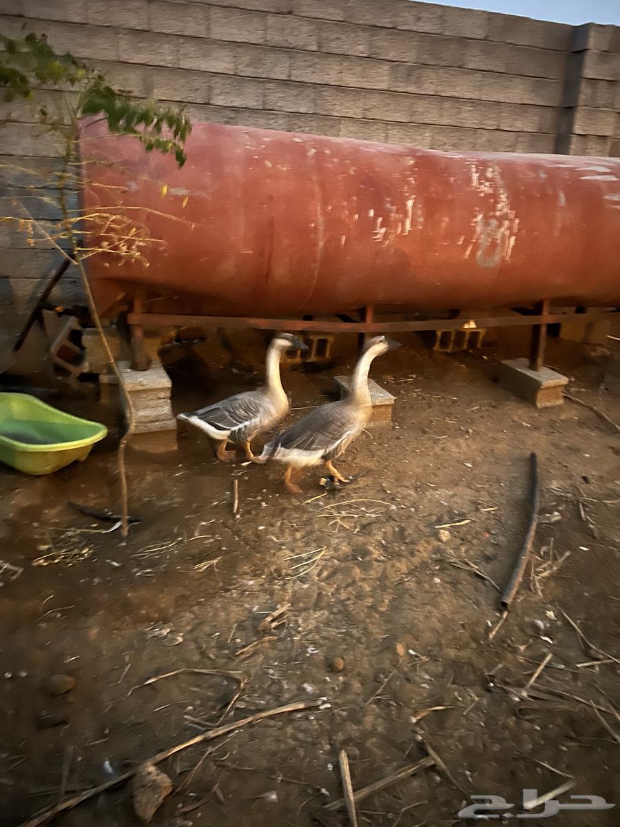 وز عراقي64579211590915110