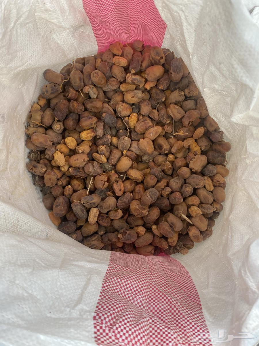 Halal Dates64577950605699111