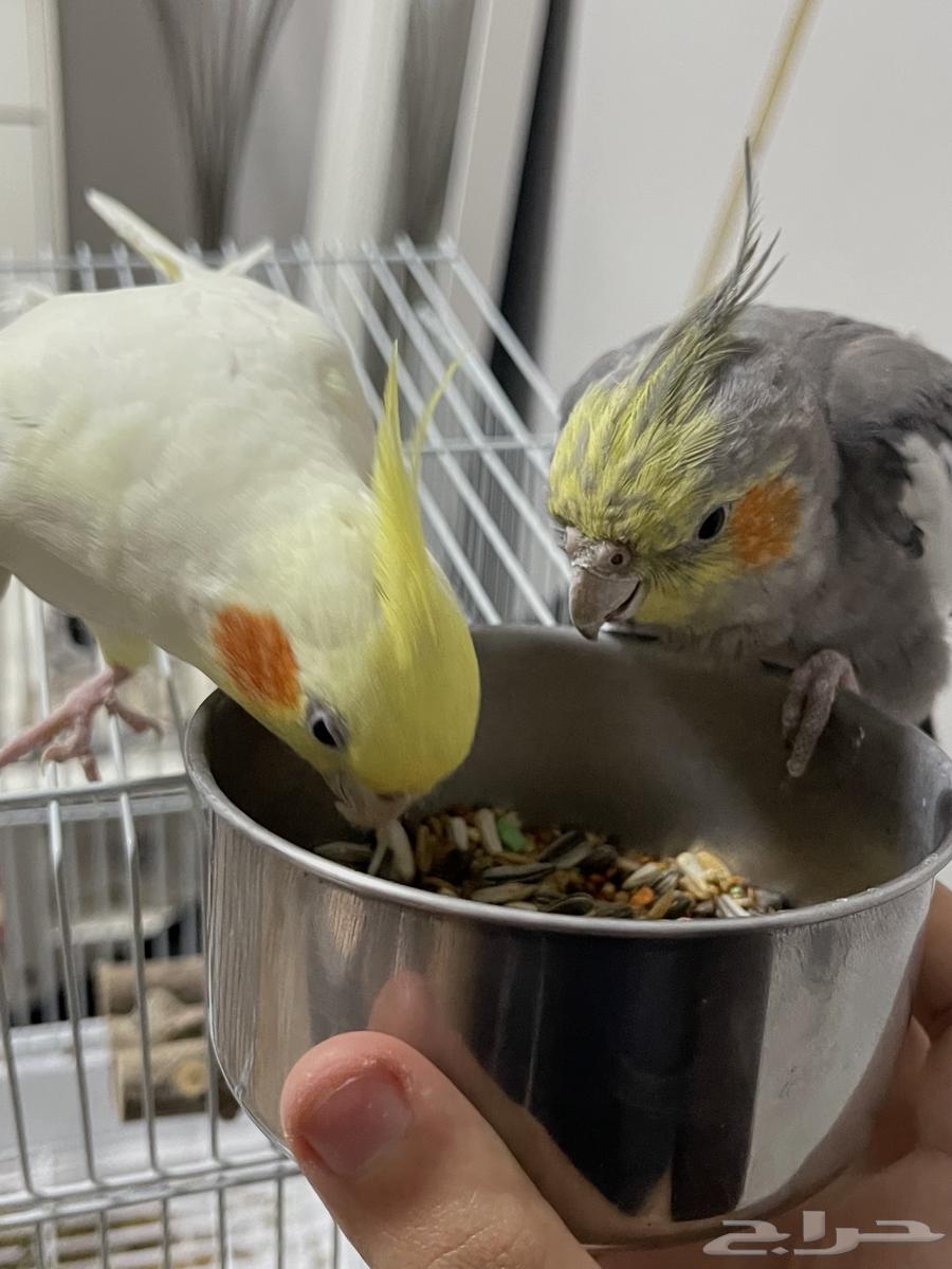 كروانين اليفين جزئيا صحيين للبيع مع توفر قفص ومستلزمات64573516698883113