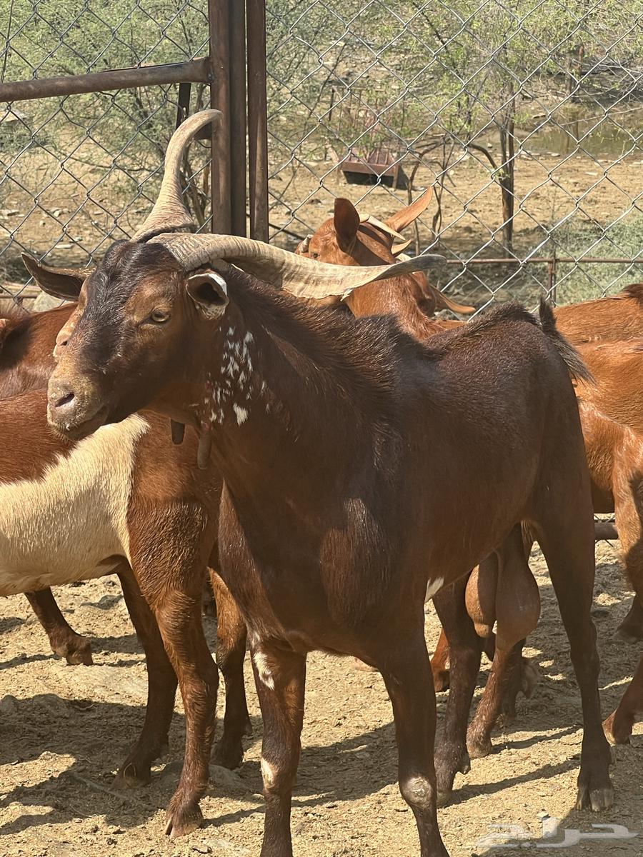 تيس فحل ادبس تم البيع64576924548354112