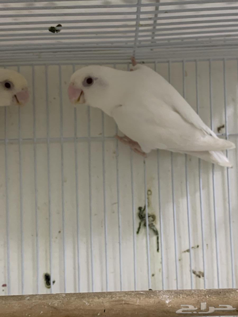 جوز روز البينو عيون حمراء تم البيع64577163662595111