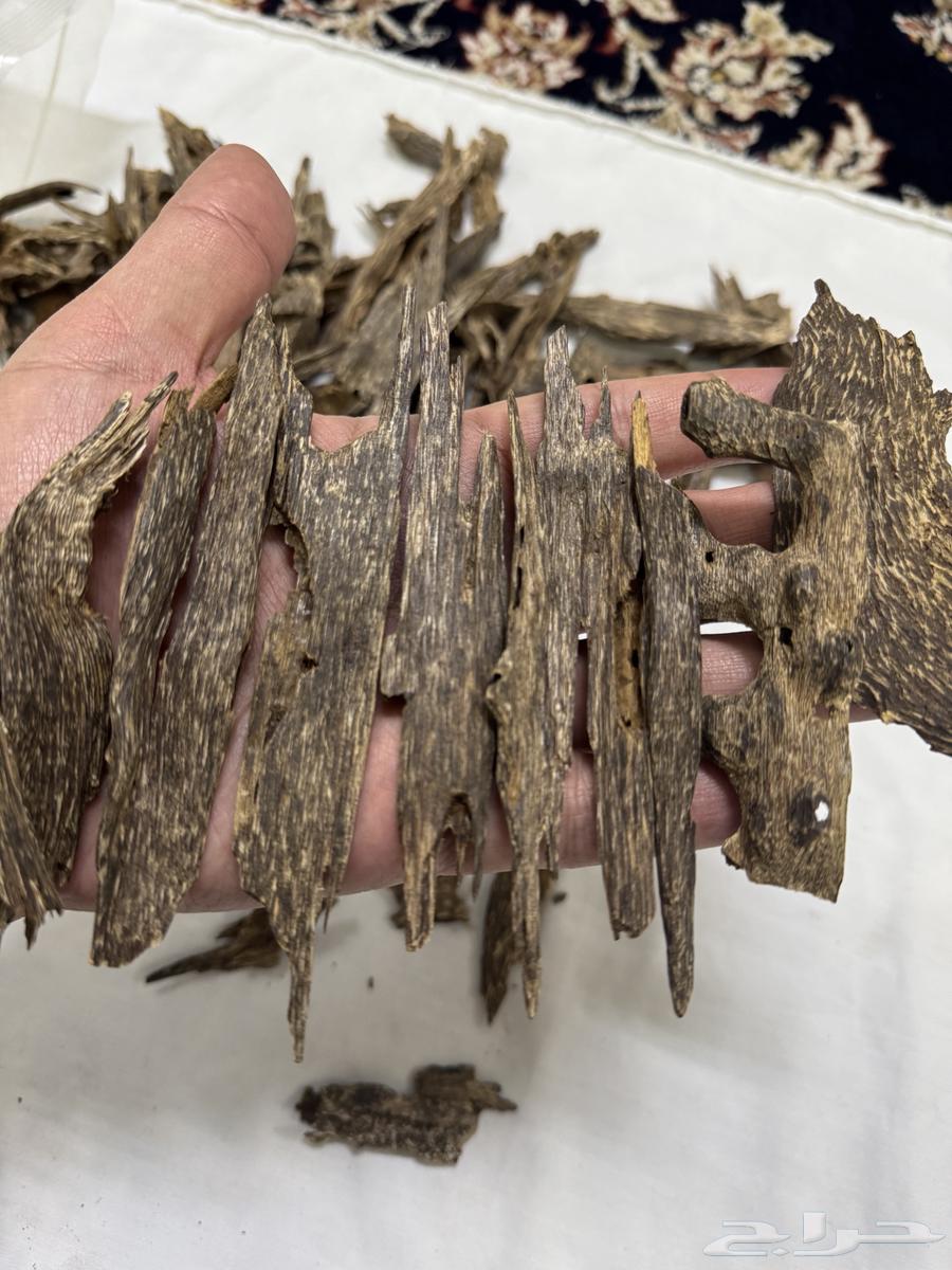 عود ماليزي غابة بهانج فاخر دبل سوبر واعلى64578214981379110