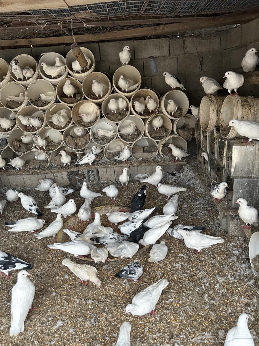 حمام للبيع64577332326914110