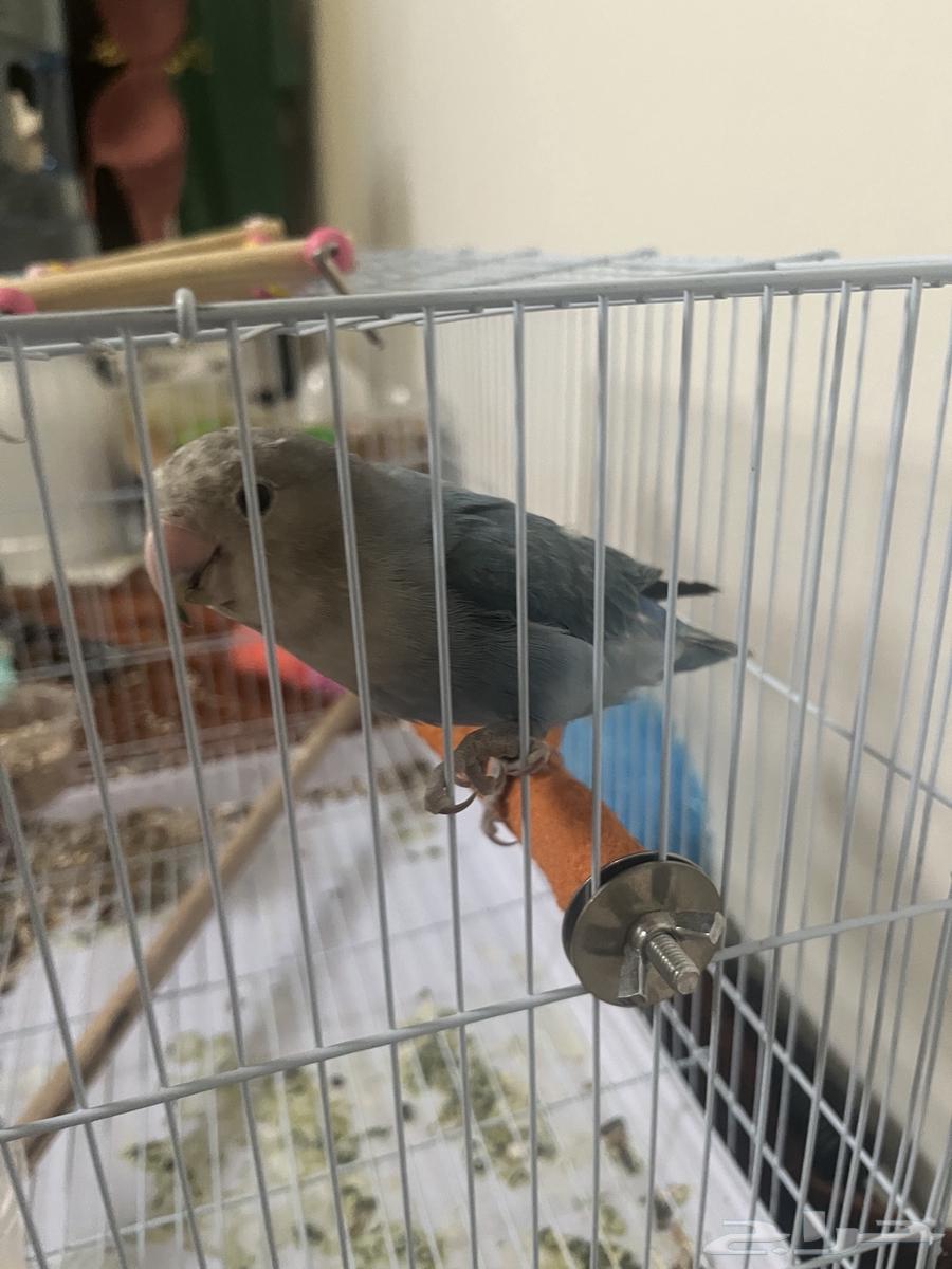 Rose bird with its food, cage, and accessories for (200), negotiable64575056202113114