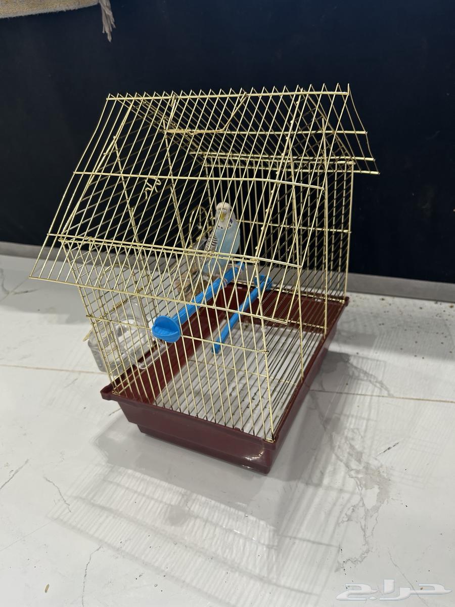 طير بادجي للبيع64574369731075111