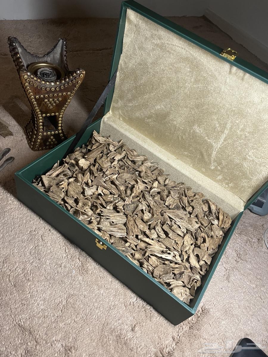 عود موروكي حي طبيعي.. فرصة64473121073409112