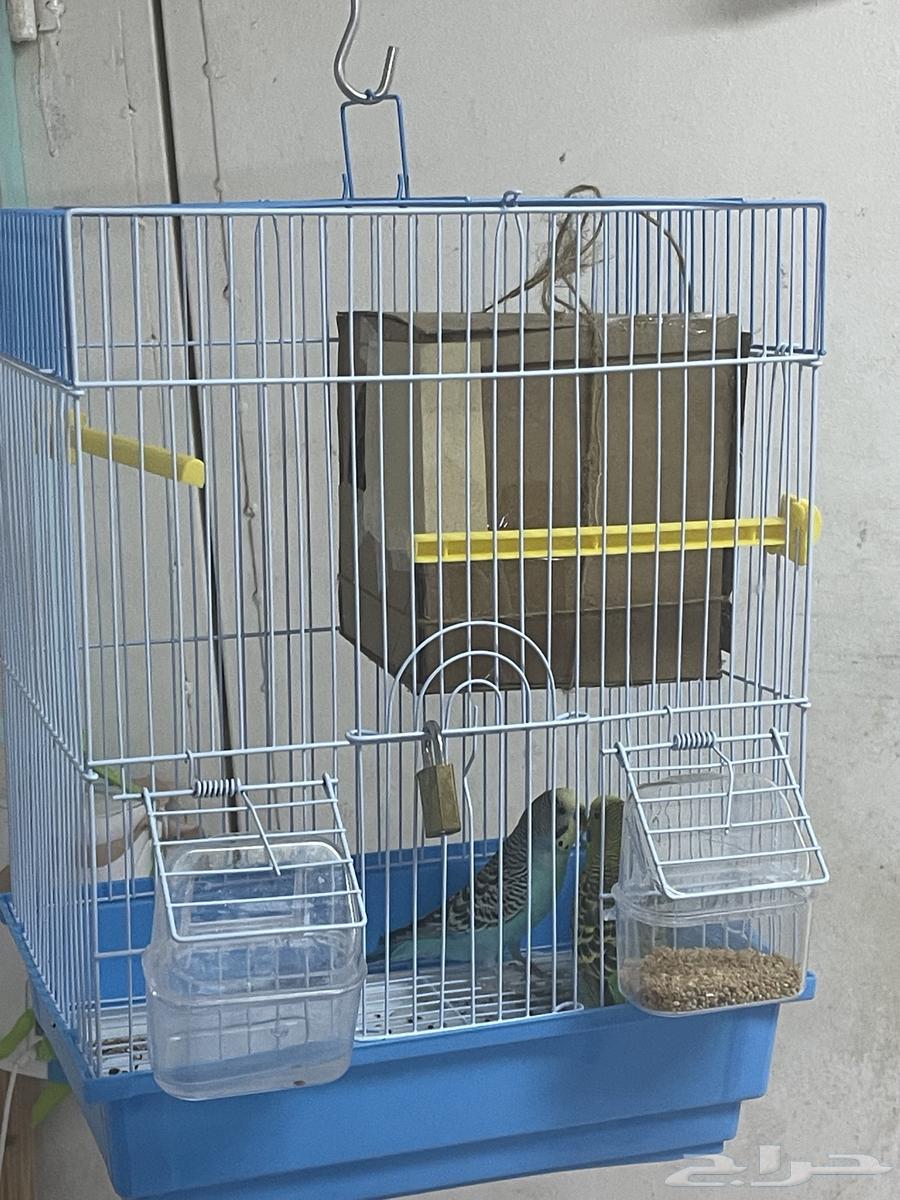 طيور بادجي64577740952195111