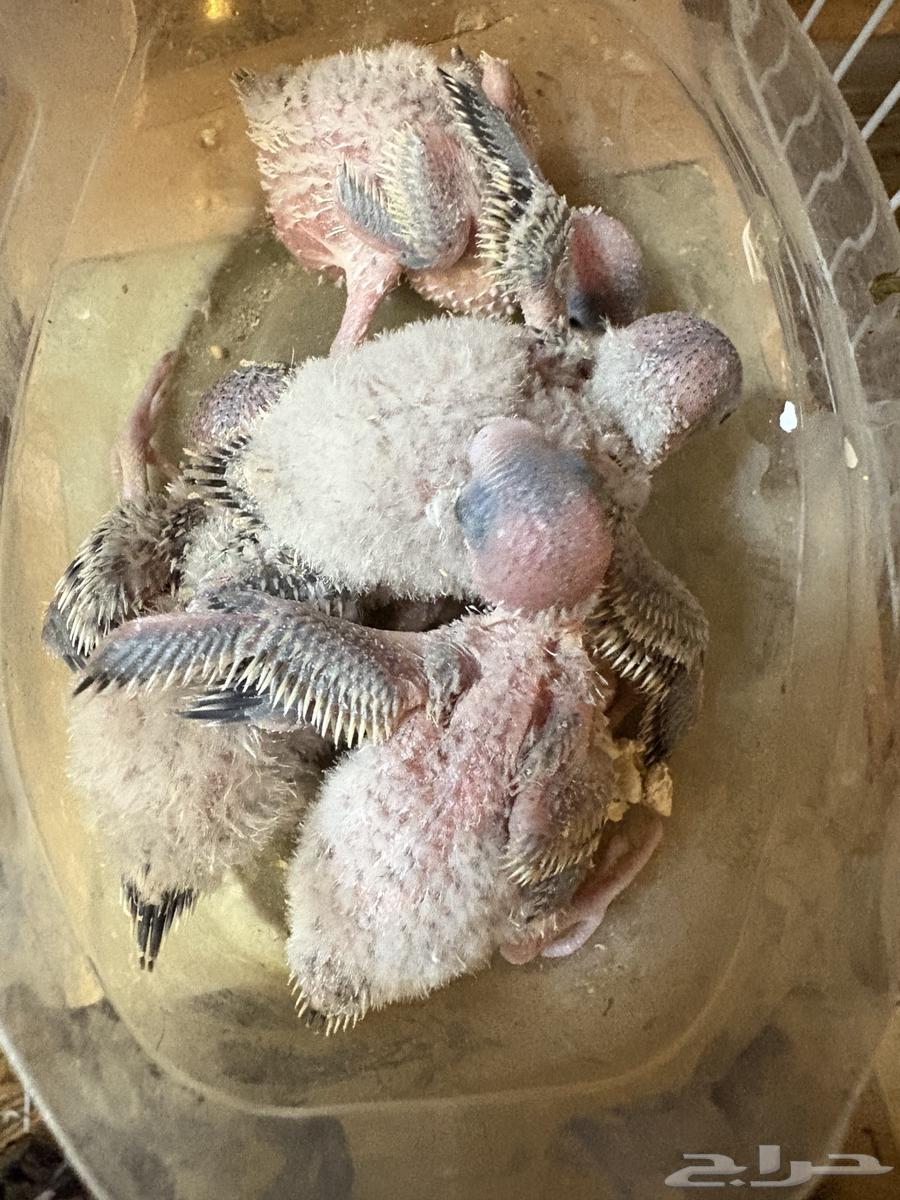 طيور بادجي64573922415233110