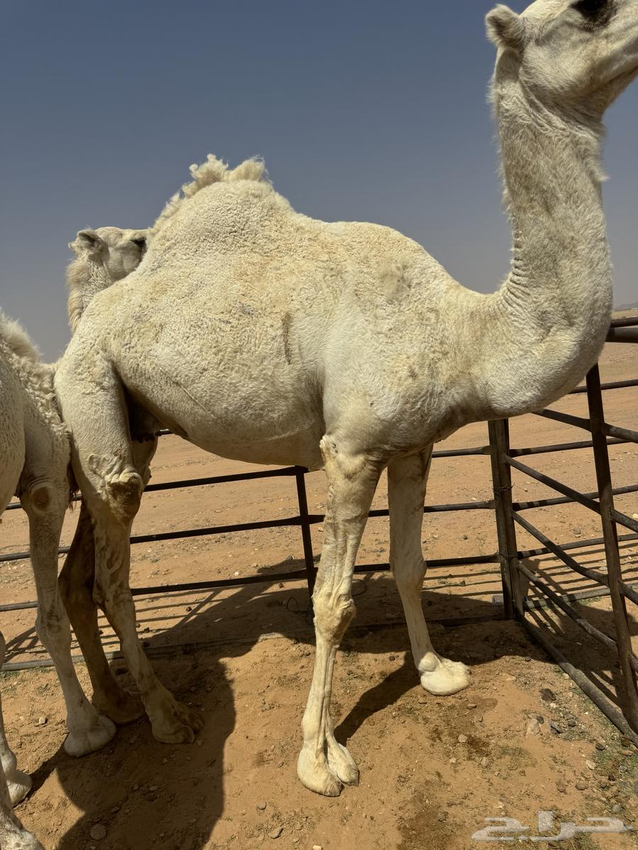 للبيع ضرايب طيبات64574005849858111