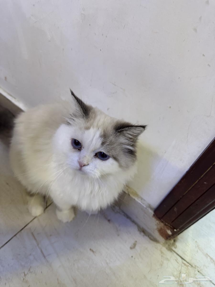 بسه عمرها 5 شهور نضيفه ومع كل أغراضها64580880805379114