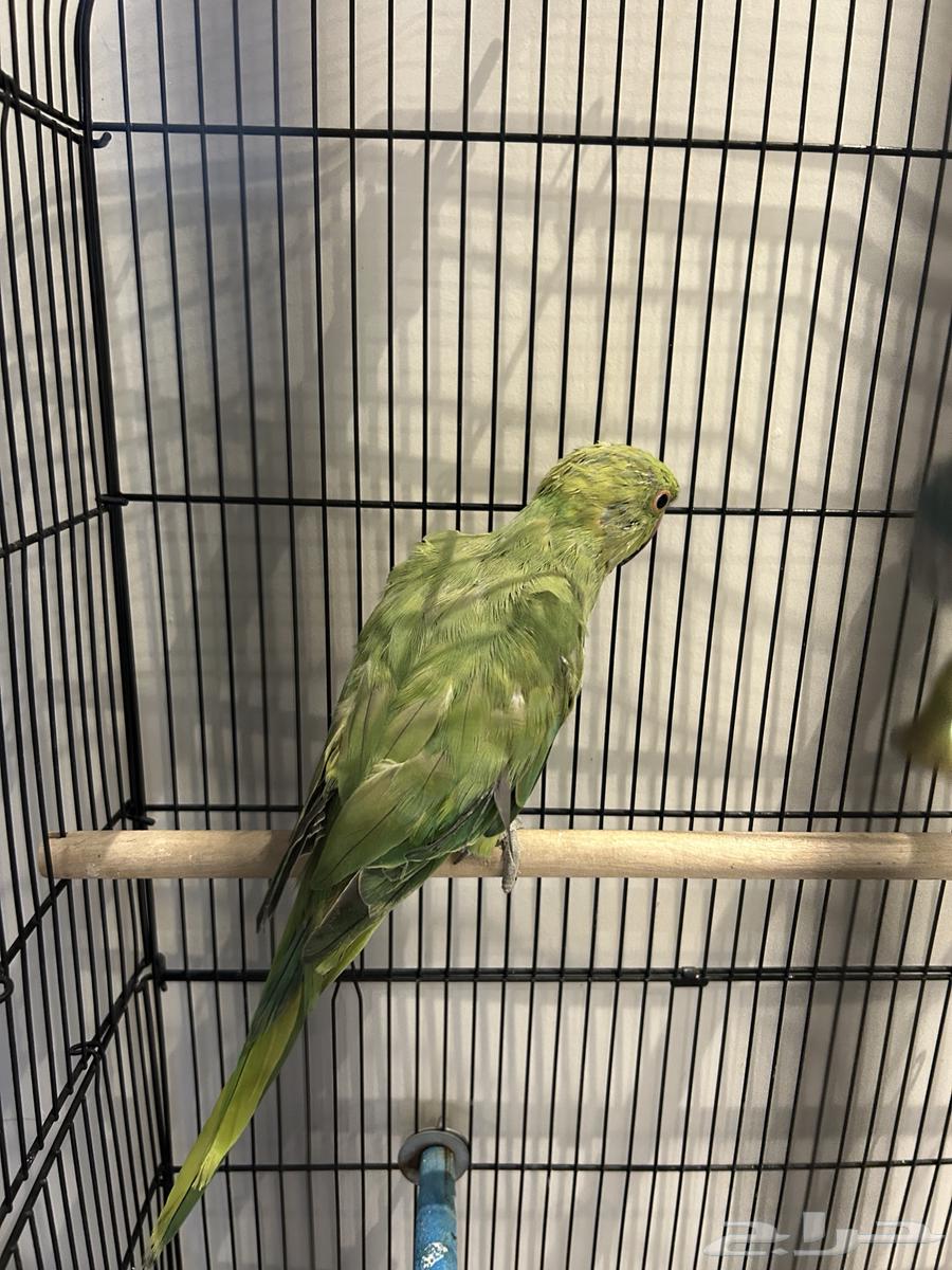 بغبغاء درة ذكر64575601385217112