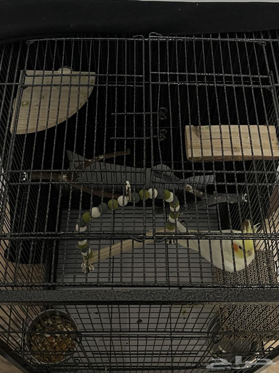 كروانين اليفين جزئيا صحيين للبيع مع توفر قفص ومستلزمات64573516698883111