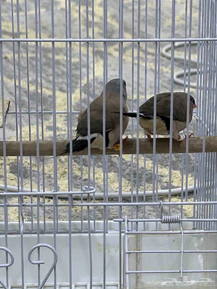 طيور فنيش الشيل تيل64574453361922114