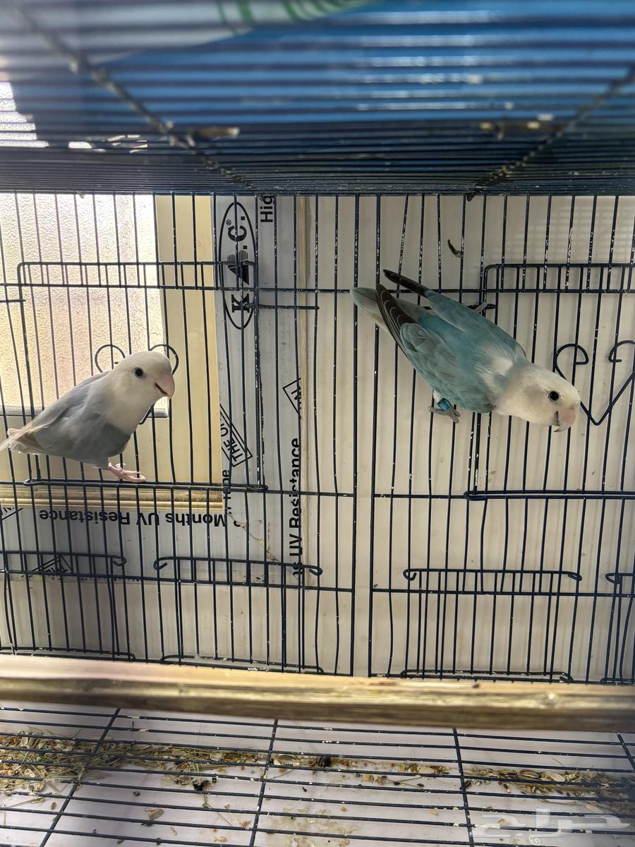 جوز روز للبيع على السوم64575849941123111