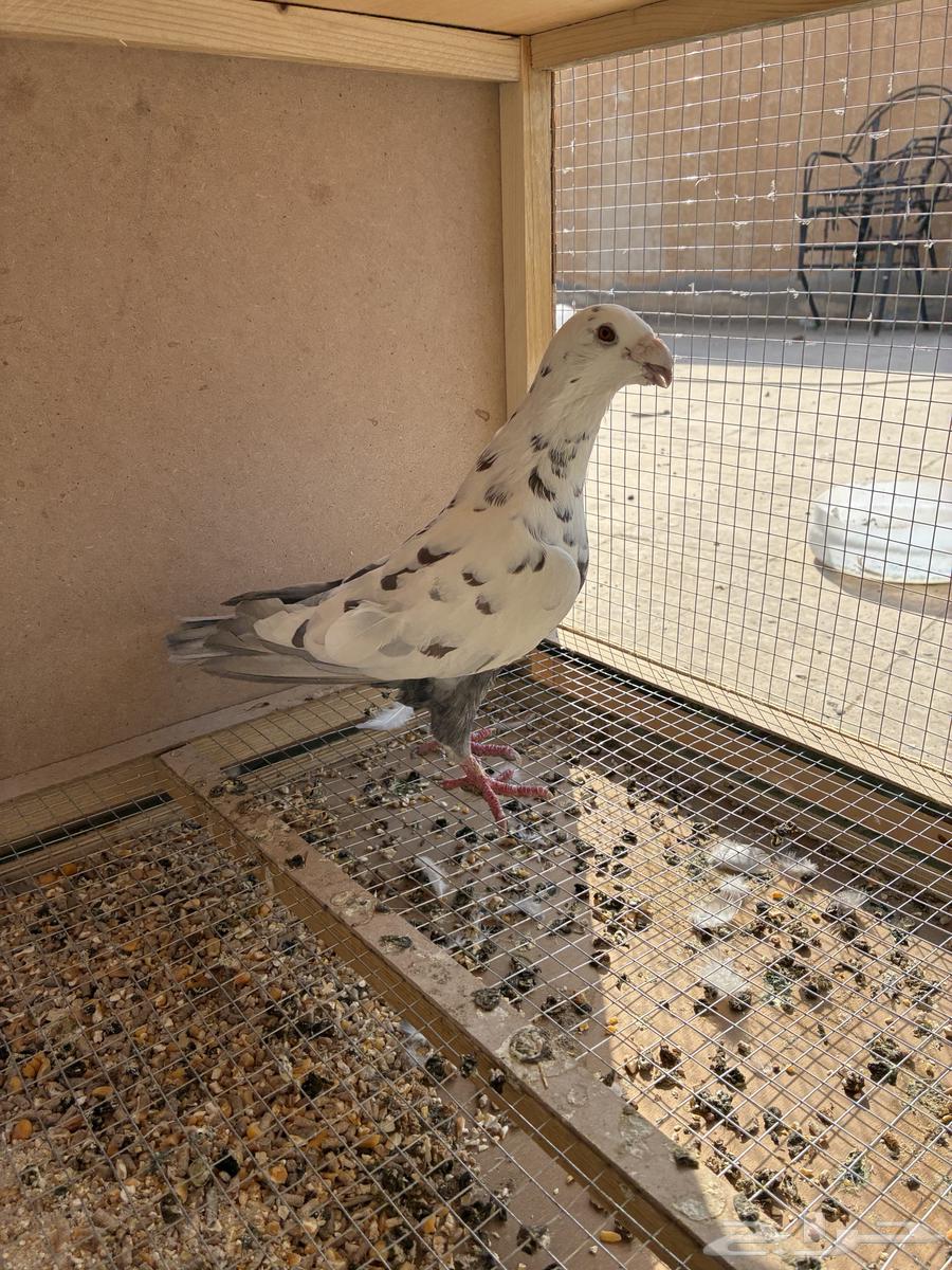 حمام هومر(حبه وحده64573249382402111