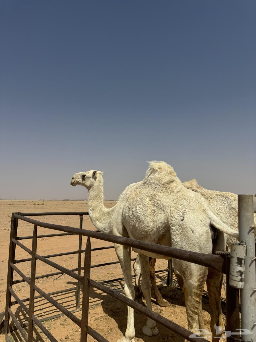 للبيع ضرايب طيبات64574005849858113