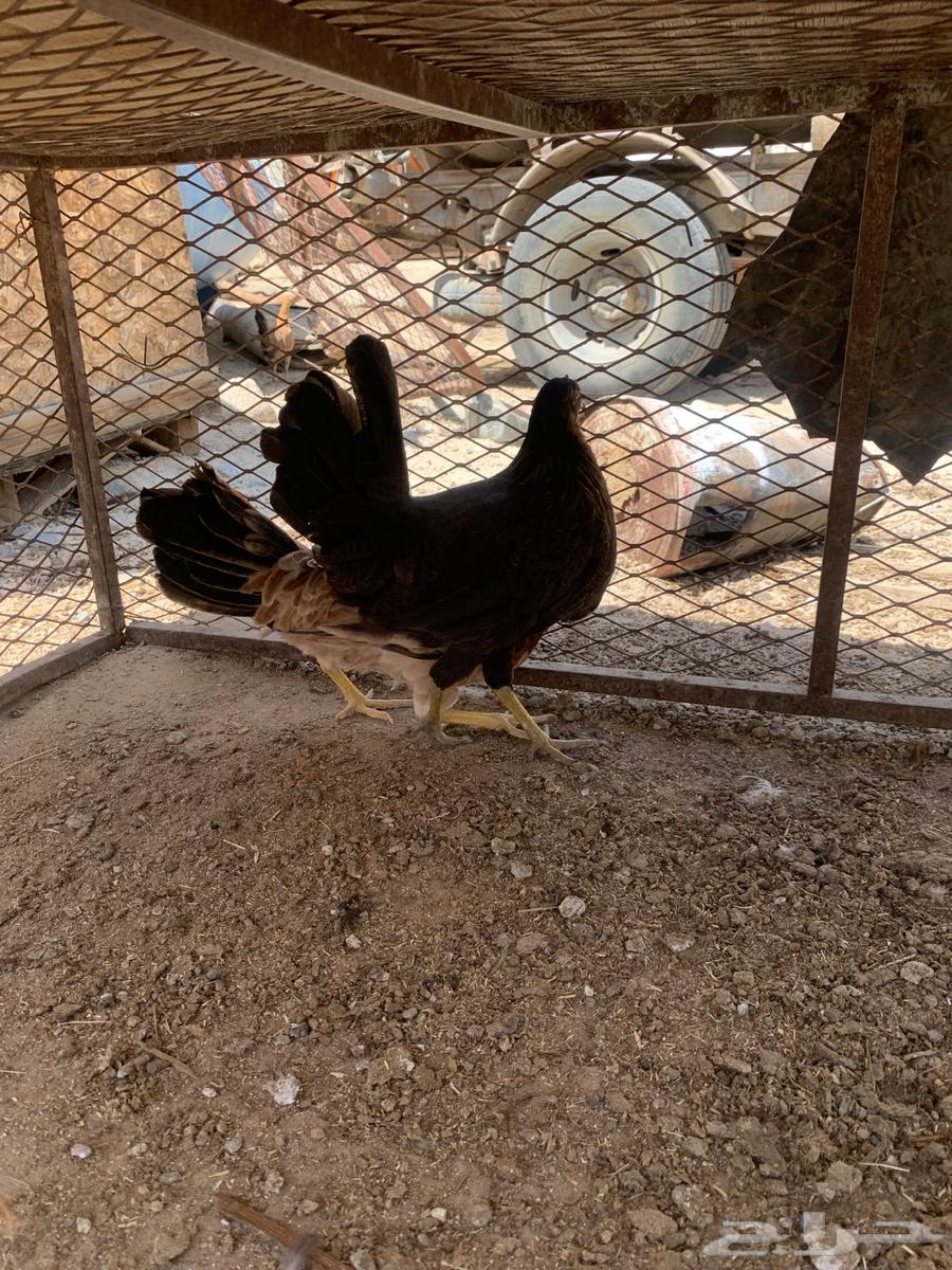 اناث دجاج عربي حضان شرط بشاير يوجد توصيل64573741180162110